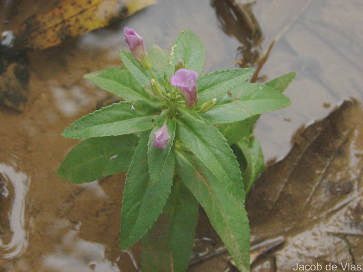 Limnophila aromatica (Lam.) Merr.